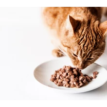 Konzerv és alutasakos macskaeledel